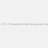 Multiplex gRNA Kit + EF1-T7-hspCas9-H1-gRNA linearized SmartNuclease vector